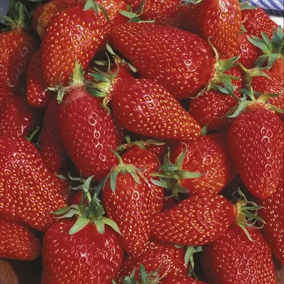 Земляника (Клубника) Гаригуэтта