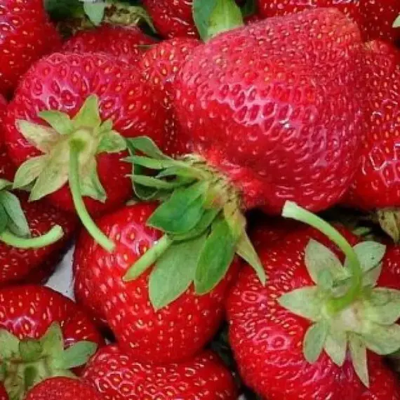 Земляника (Клубника) Зенга Зенгана