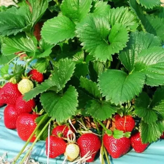 Земляника (Клубника) Флоренс