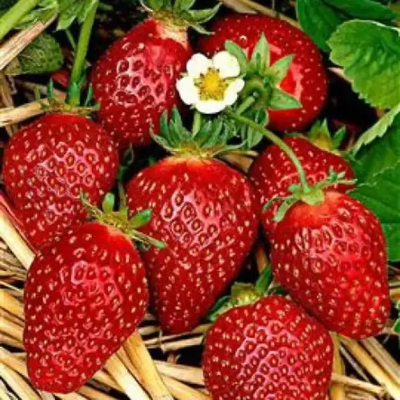 Земляника (Клубника) Корона