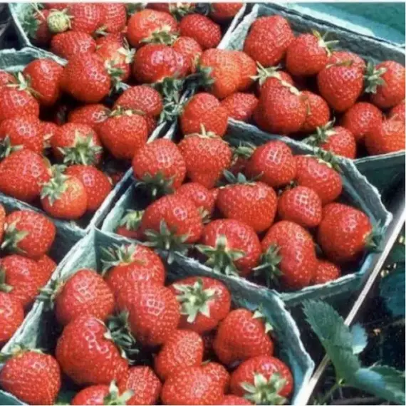 Земляника (Клубника) Полка