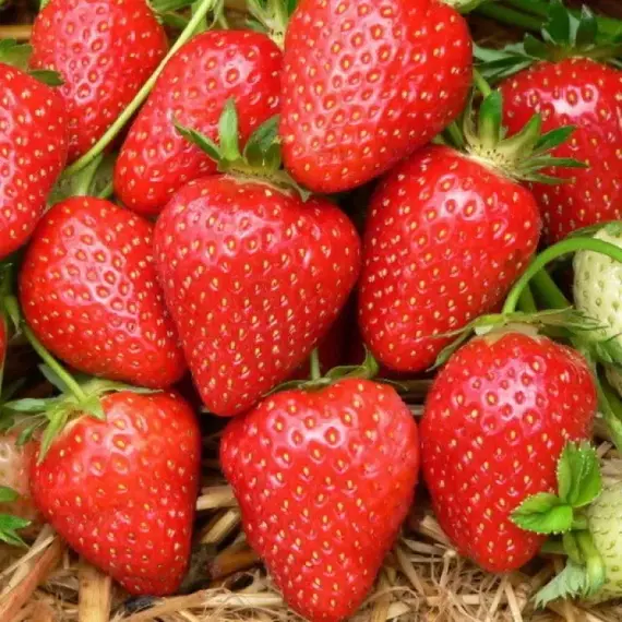 Земляника (Клубника) Кристин