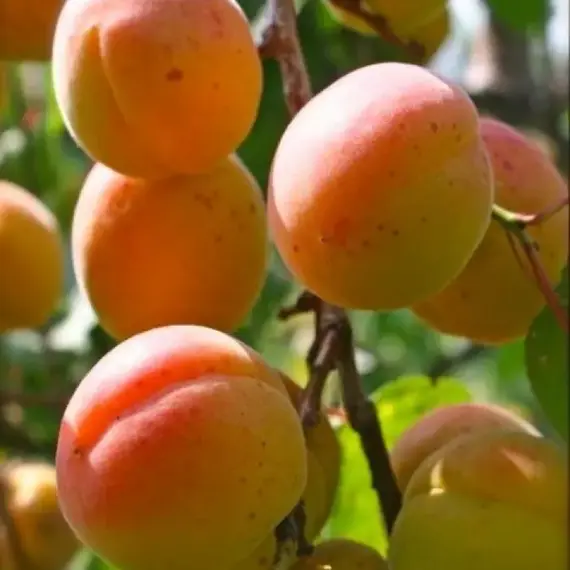 Абрикос Триумф Севера 3-х