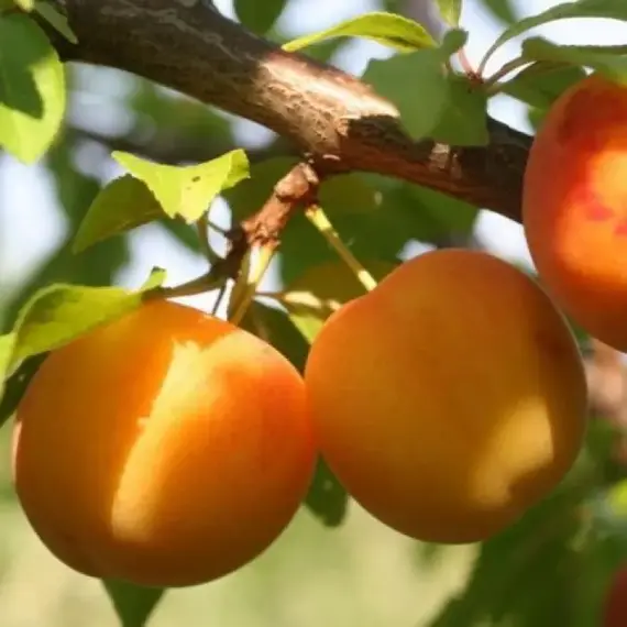 Алыча Злато скифов