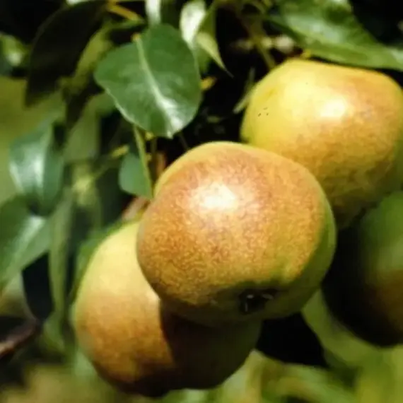 Груша Осенняя Яковлева