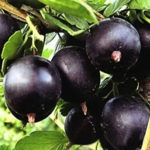 Крыжовник Командор