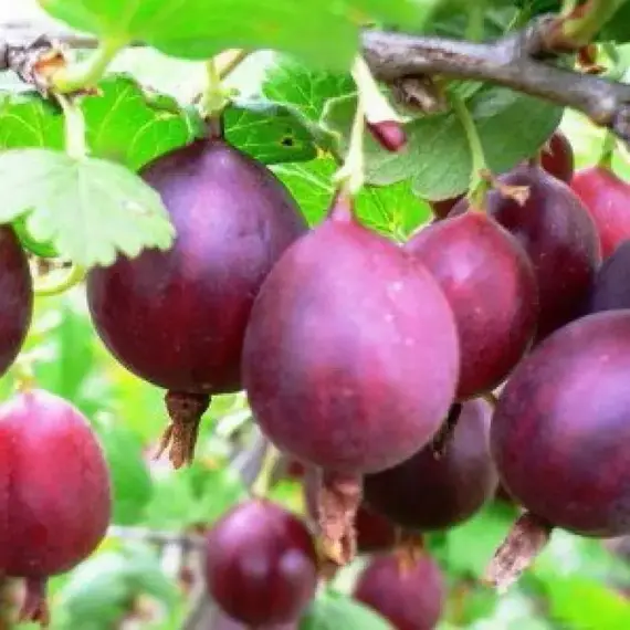 Крыжовник Консул