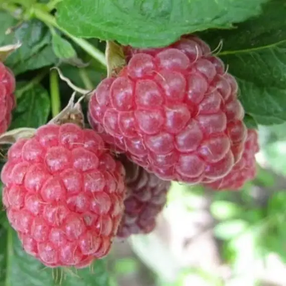 Малина обыкновенная Бальзам