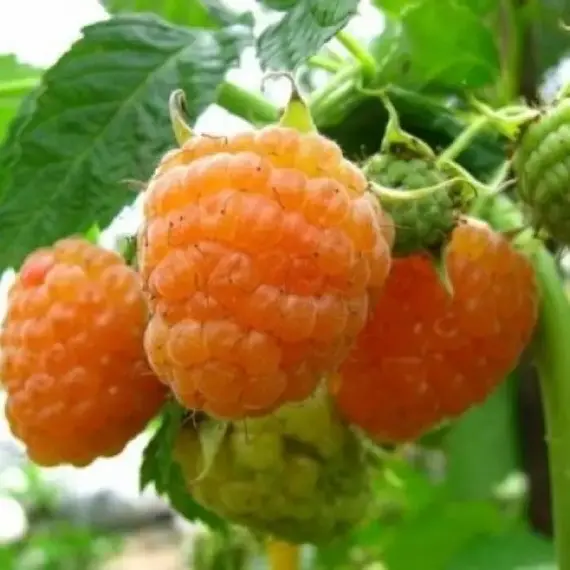 Малина обыкновенная Желтый гигант