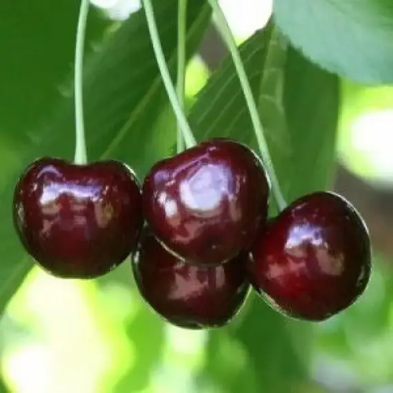 Черешня Овстуженка