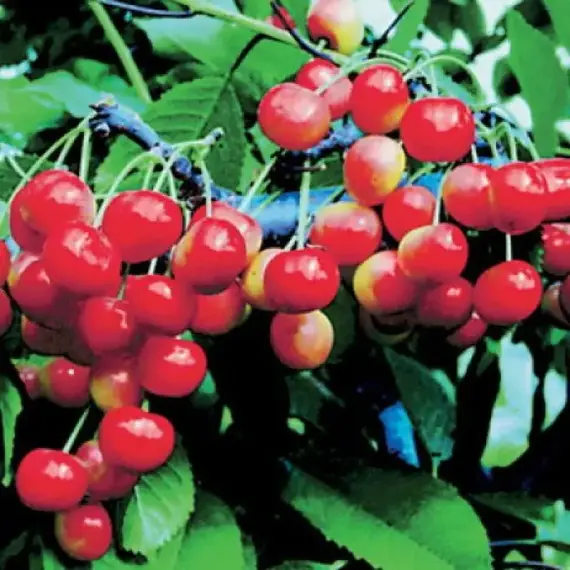 Черешня Фатеж