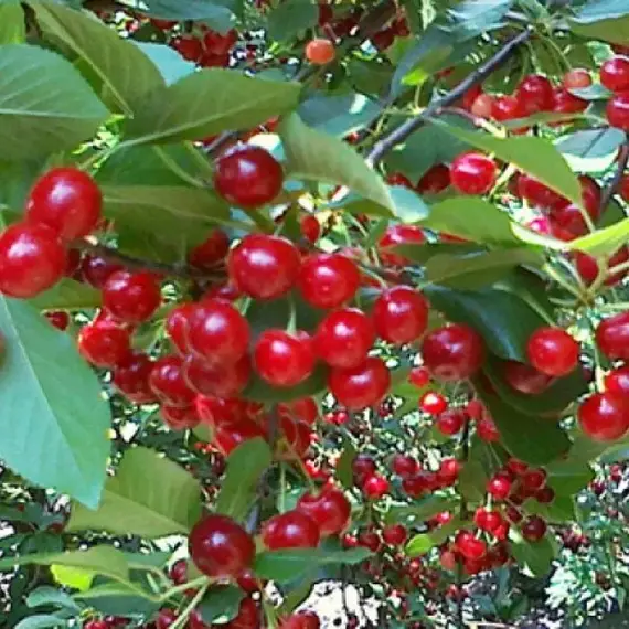 Вишня Прима