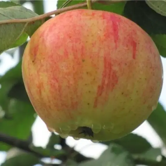 Яблоня Орлинка (семенной подвой)