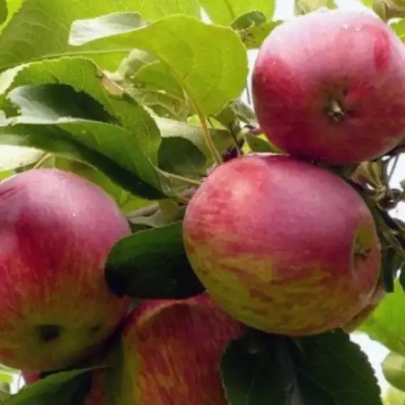 Яблоня Орловское полосатое