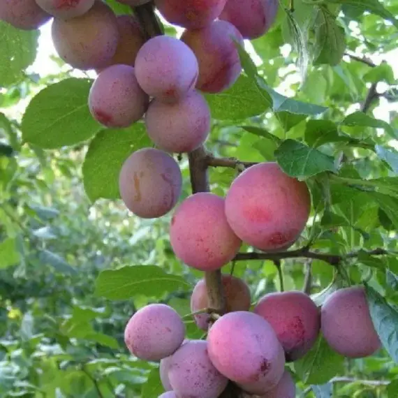 Слива Деликатесная