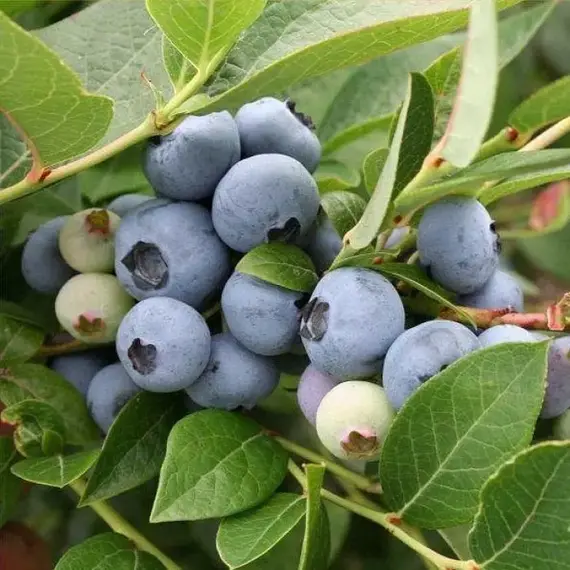 Голубика садовая Бригитта Блю