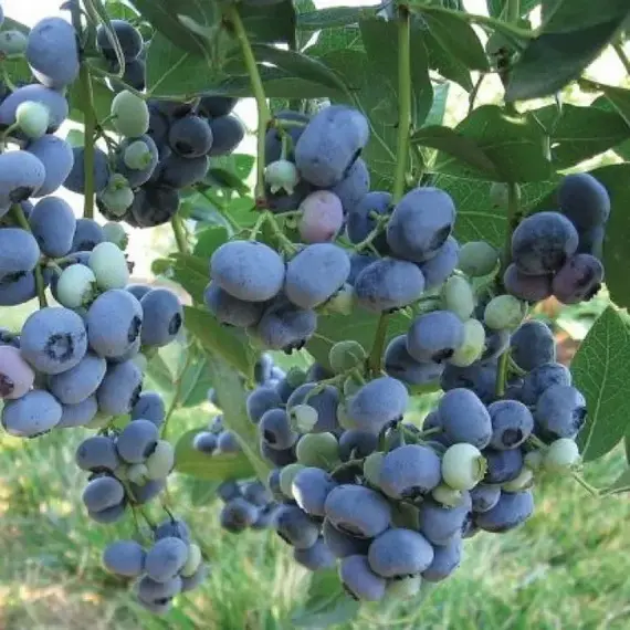 Голубика садовая Блюголд