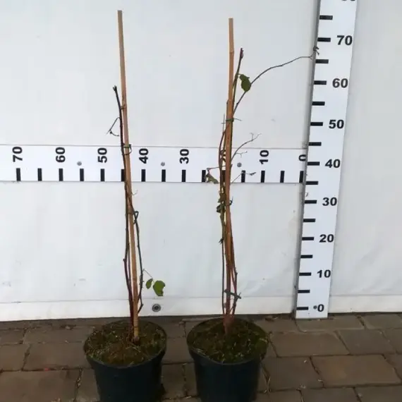 Ежевика Блэк Сатин