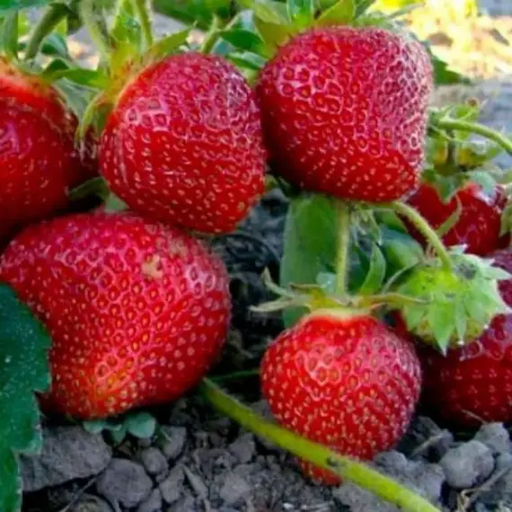 Земляника (Клубника) Вима Занта