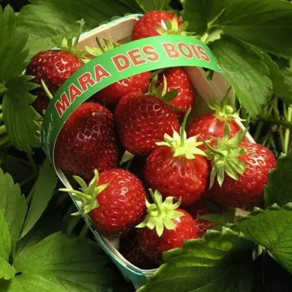 Земляника (Клубника) Мара де Буа ремонтантная