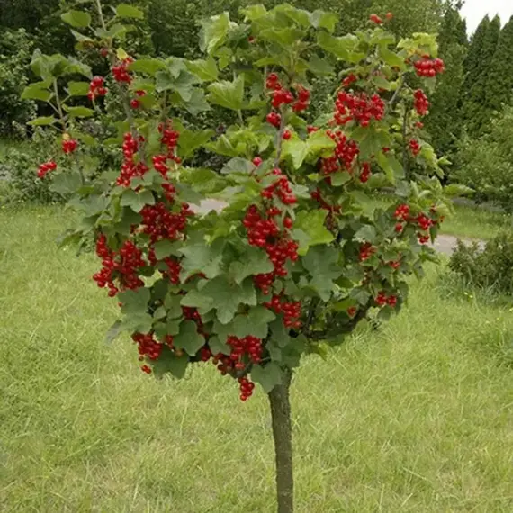 Смородина красная на штамбе Джонкер Ван Тетс