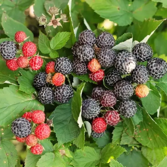 Малина черная Кумберленд