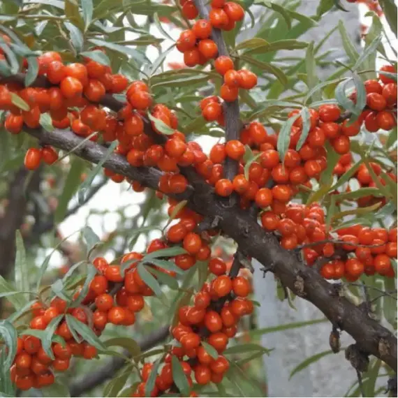 Облепиха крушиновидная Ароматная (жен)