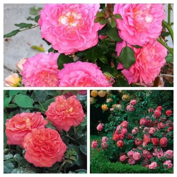 Роза английская Кристофер Мерлоу