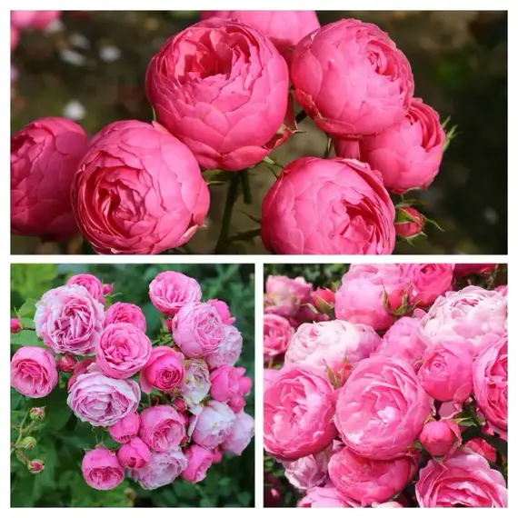 Роза английская Помпонелла