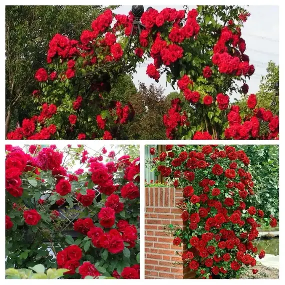 Роза плетистая Амадеус