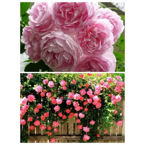 Роза плетистая Жасмина