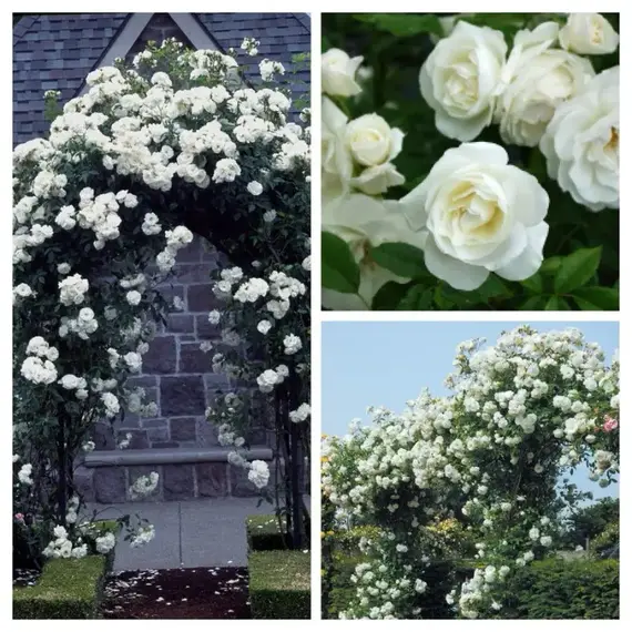 Роза плетистая Айсберг