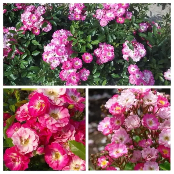 Роза миниатюрная Дагенхарт