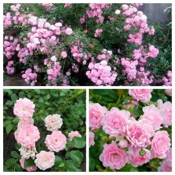 Роза почвопокровная Фейри