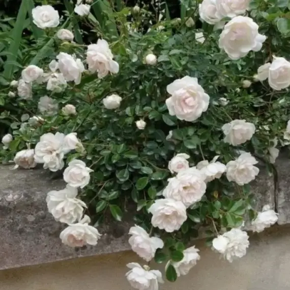 Роза почвопокровная Свани