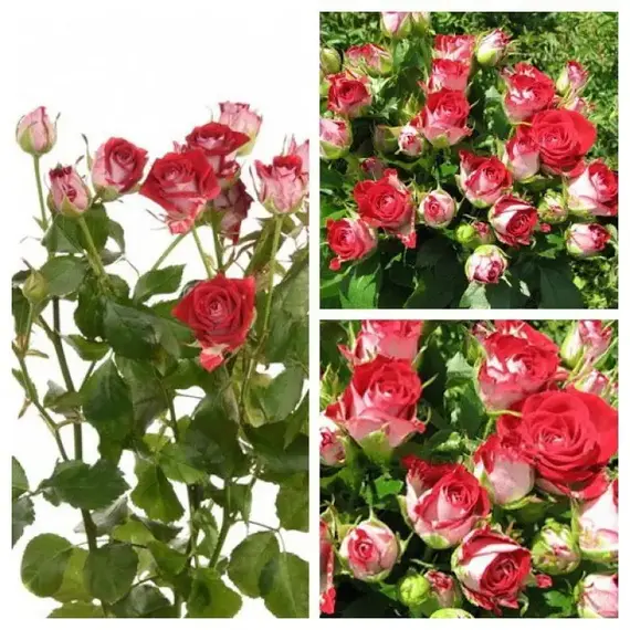 Роза спрей Руби Стар