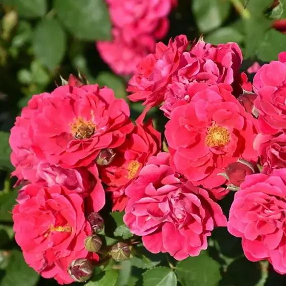 Роза канадская Фротенак корнесобственная