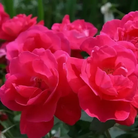 Роза канадская Джордж Ванкувер привитая