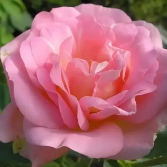 Роза канадская Мари Викторин привитая