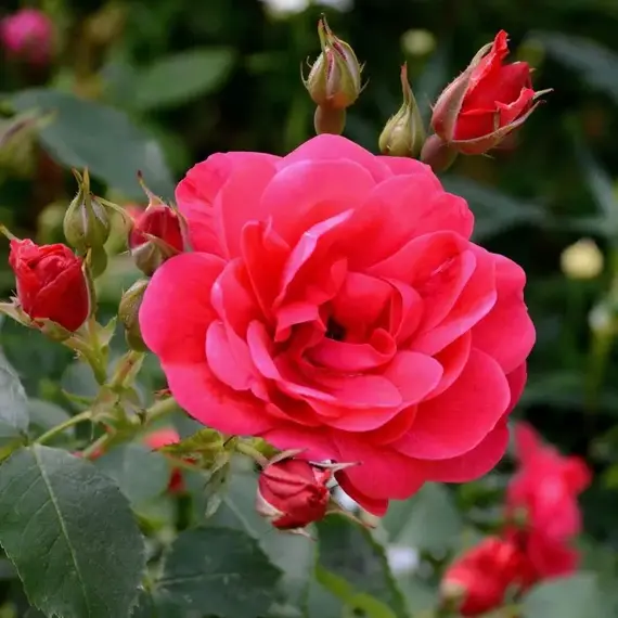 Роза канадская Николас