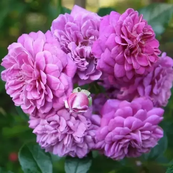 Роза плетистая Старлет Роуз Мелина