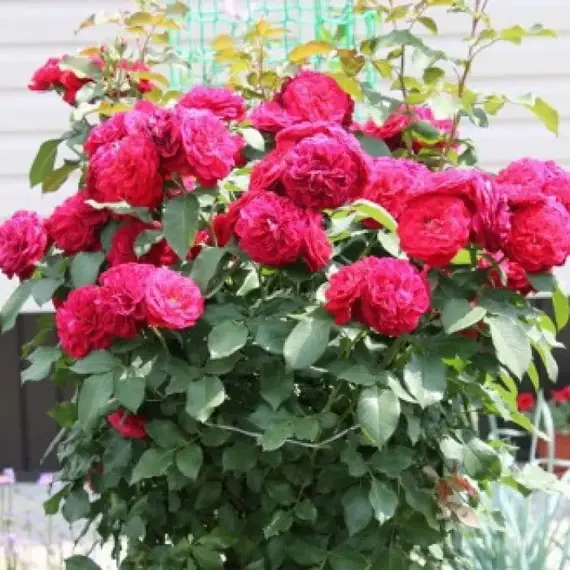 Роза на штамбе Мона Лиза