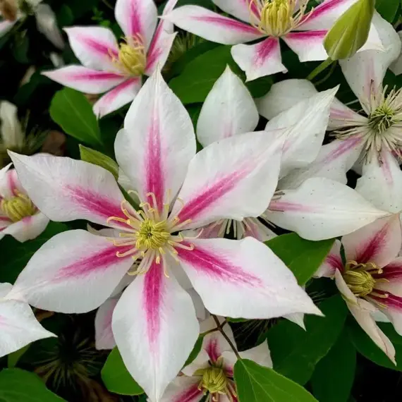 Клематис Андромеда