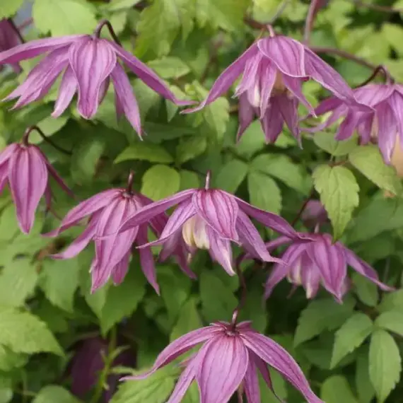 Клематис Крегсайд (княжик)