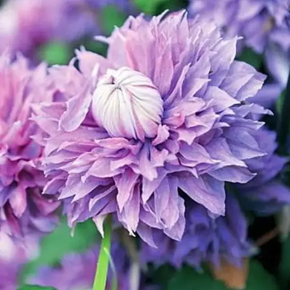 Клематис Диамантина