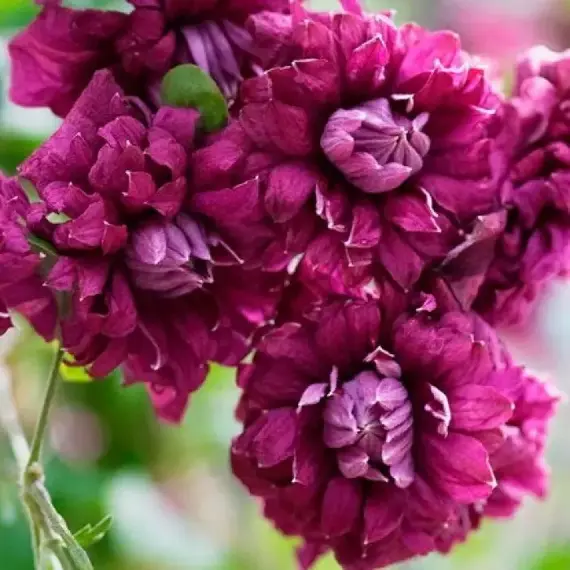 Клематис Пурпуреа Плена Элеганс (укорененный черенок)