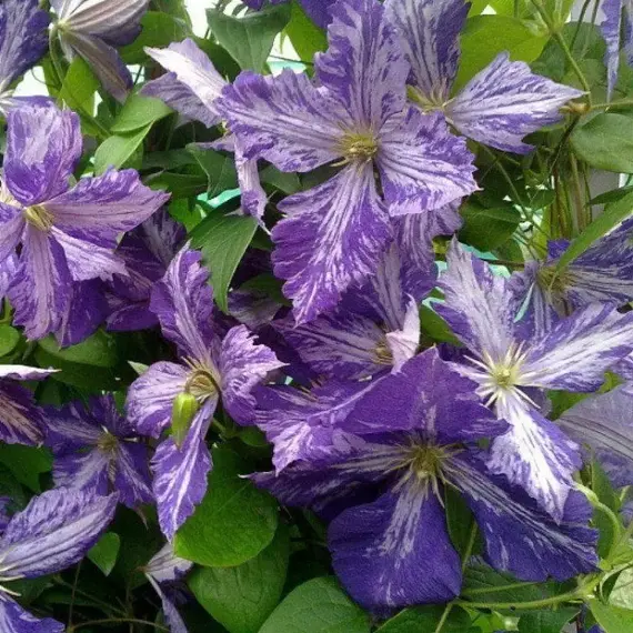 Клематис Тай Дай