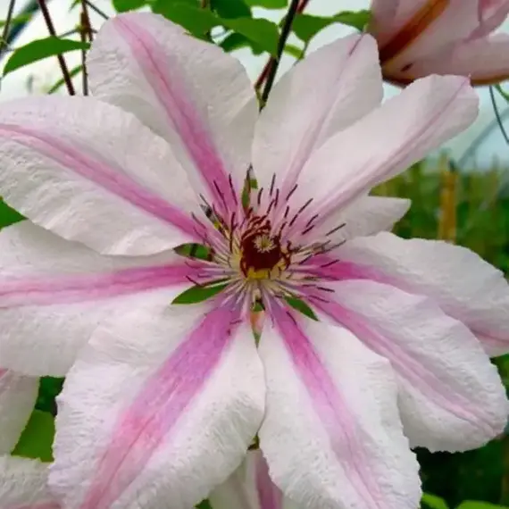 Клематис Иоанн Павел II