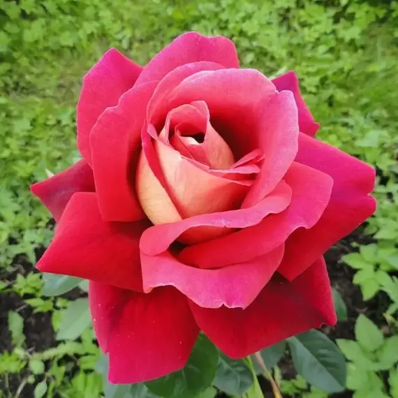 Роза чайно-гибридная Кроненбург