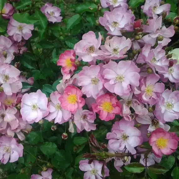 Роза плетистая Естудей